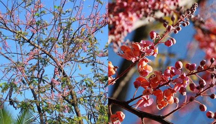 Mùa bông ô môi đẹp không thua kém hoa anh đào 2
