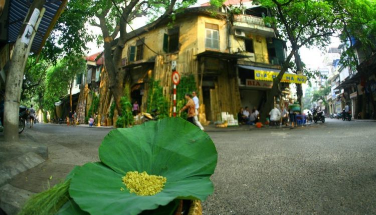 hà nội mùa cốm về_tinviettoday