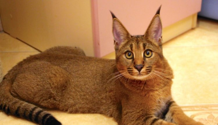 mèo Caracal 1_tinviettoday