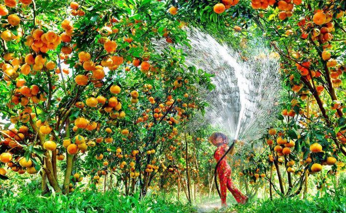 Đồng Tháp vườn quýt lai vung_tinviettoday