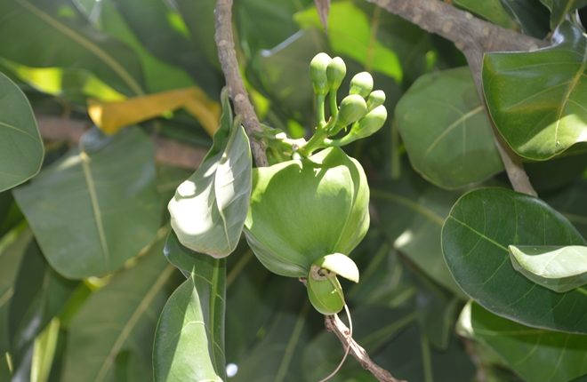 cây bàng vuông 4