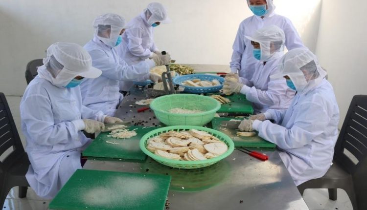 can-tho-tra-mang-cau-long-giang-tiem-nang-dat-chuan-ocop-5-sao-tin-viet-today-vn-5