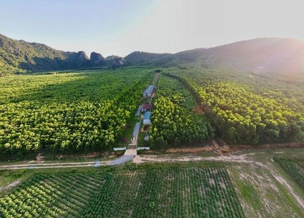 quang-binh-nghe-chan-nuoi-ga-doi-co-hoi-va-thach-thuc-1