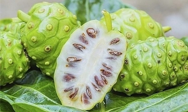 Trái nhàu mở hướng phát triển OCOP trên vùng đồng chiêm Bắc Ninh